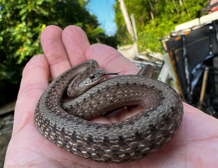 DeKay's Brown Snake